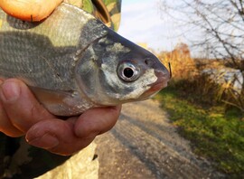 a sügér megúszta-visszadobták a tóba
