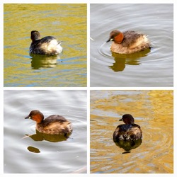 kisvöcskök a Feneketlen tóban