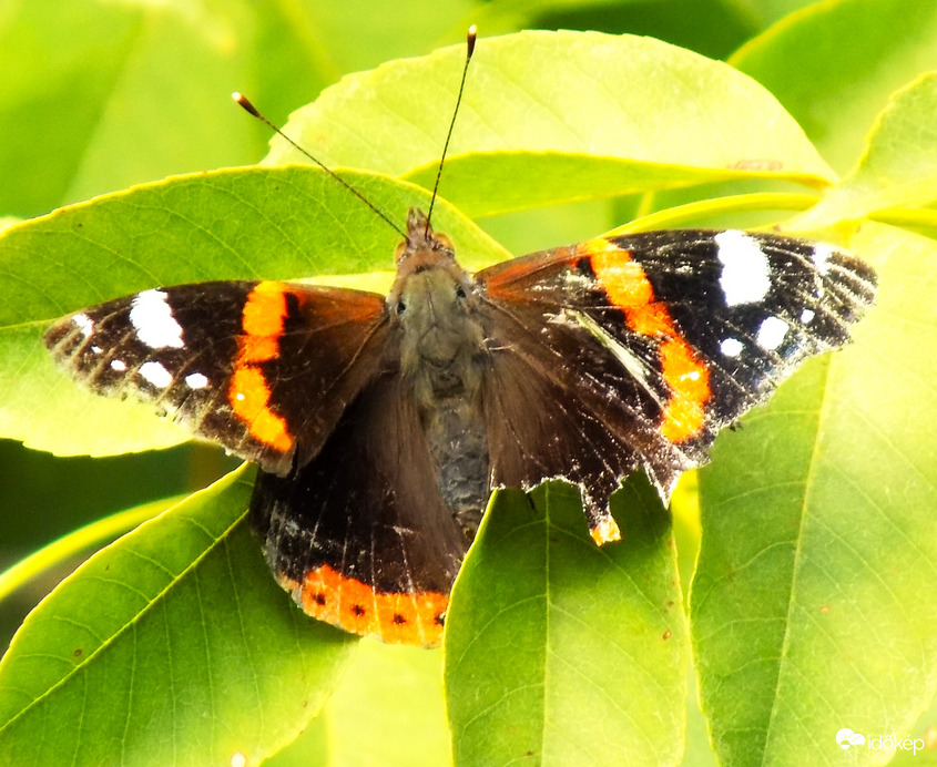 viharvert lepke