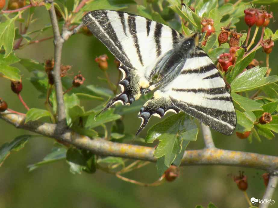 kardos lepke