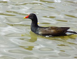 kis vizityúk