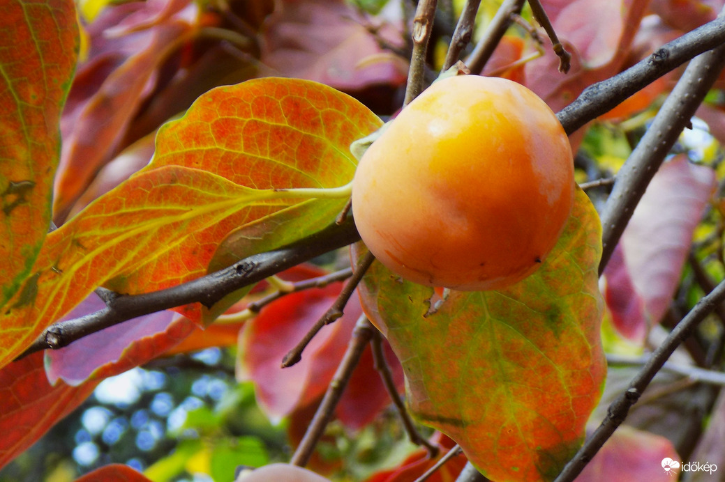 beérett a datolyaaszilva