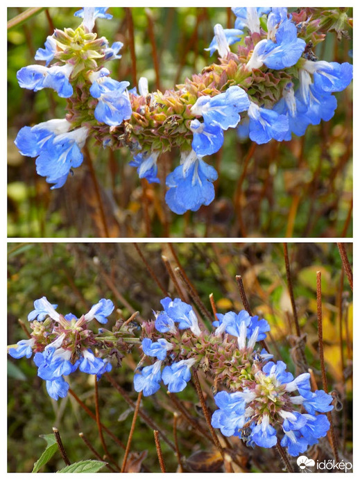 kék virág Budai Arborétum