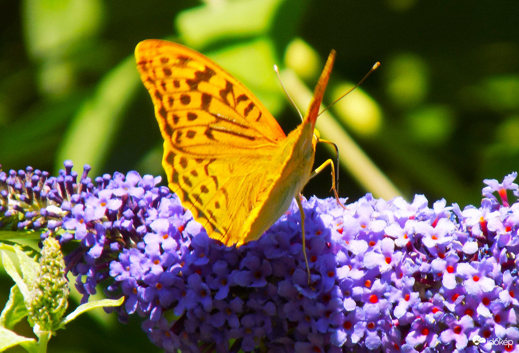 egyetlen lepke a nyáriorgonán