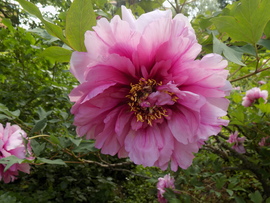 peoniavirágzás  Budai arborétum