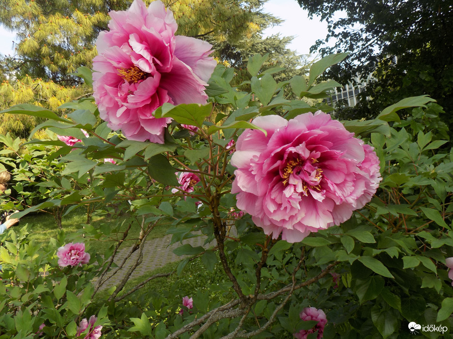 peonia