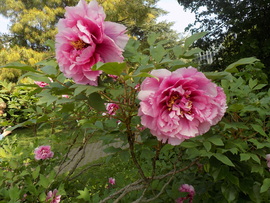 peonia