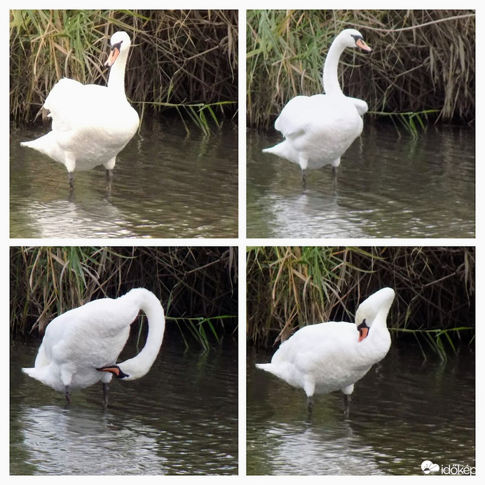 A Kána tóra tévedt, még ott nem láttam hattyút