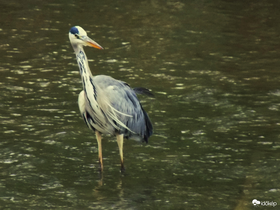 egy régi tólakó, ma nem jött közelebb