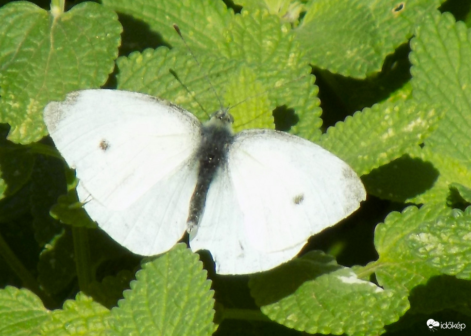 fehér lepke