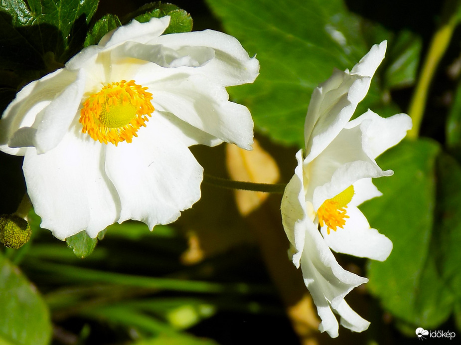 nem ártott nekik a hideg