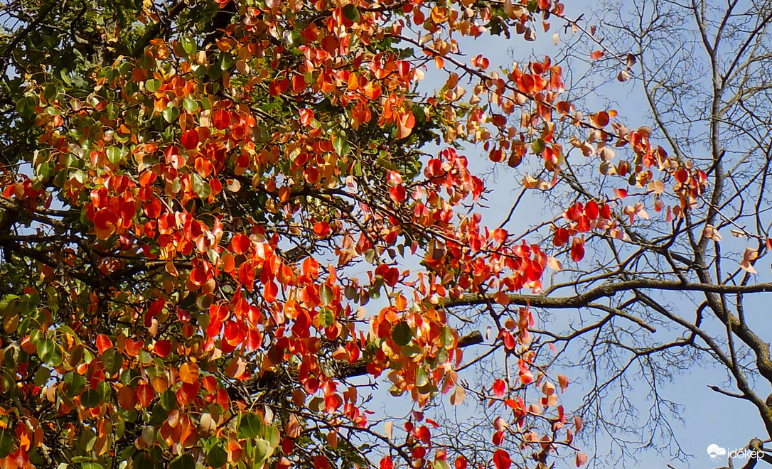 a vadkörte szépen színesedik