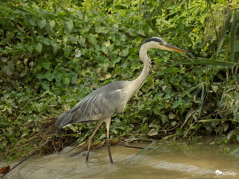 gémnézőben a Kána tónál