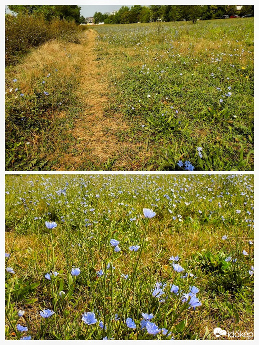 eső után újra éled a kiszáradt rét