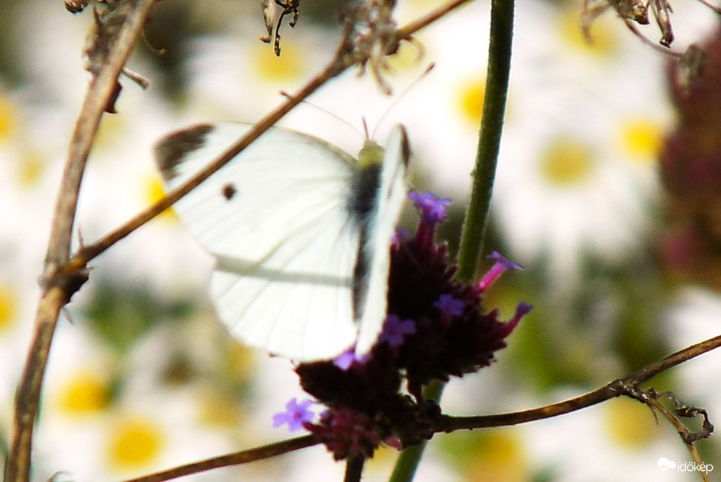 egyetlenem