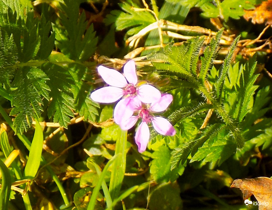 tavaszi virág nyílik október végén