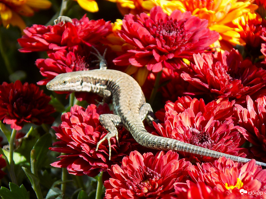 jó hlyet talált napozásra