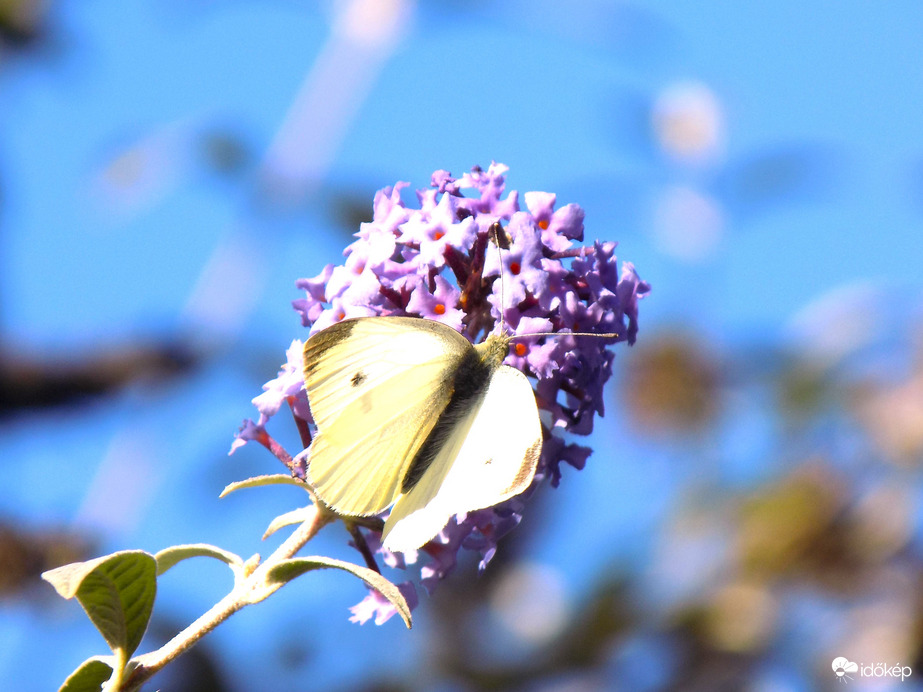 lepke az utolsó virágokon