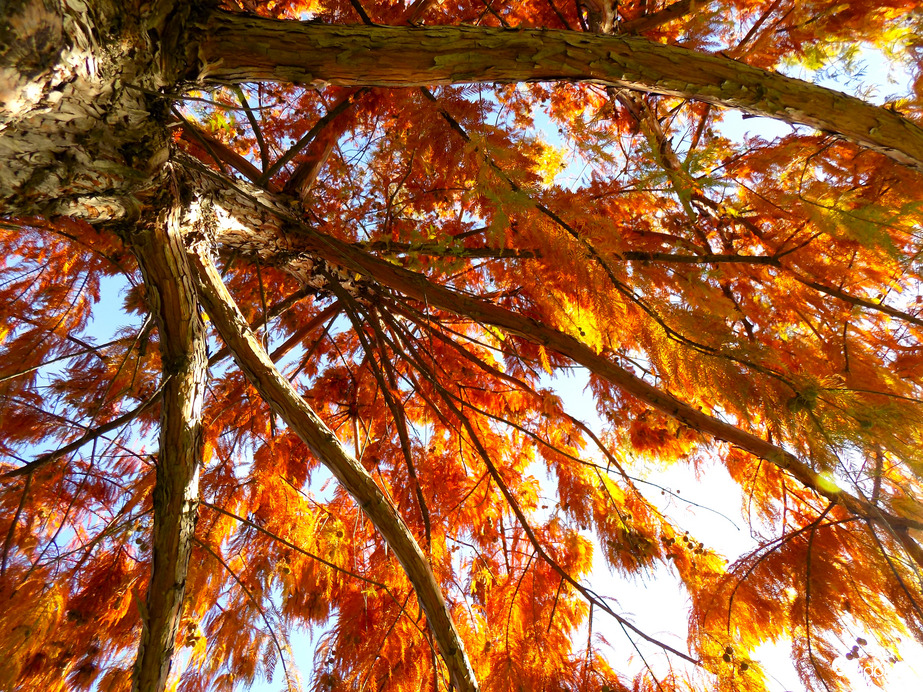 vörösre színeződő fa alatt