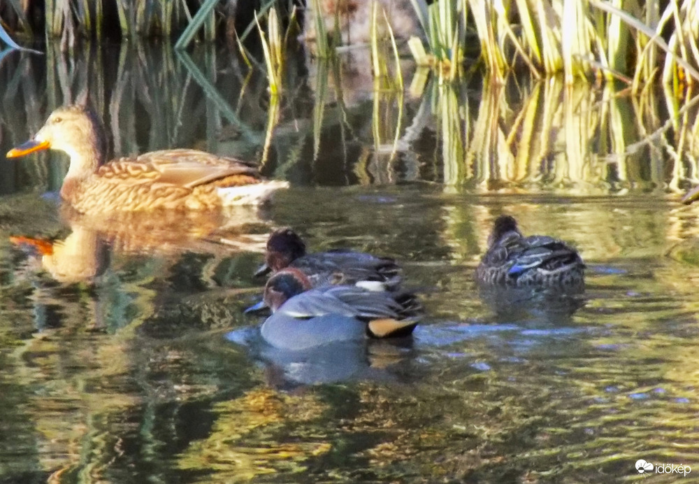 tőksréce a csörgőrécékkel