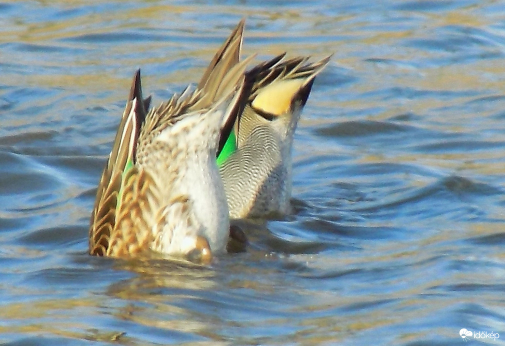 merülés szinkronban