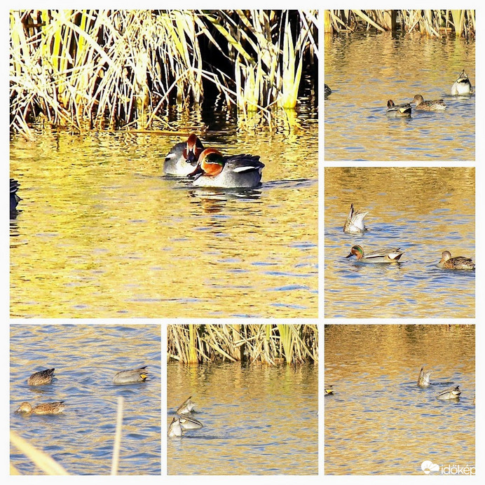 bukdácsoló csörgőrécék