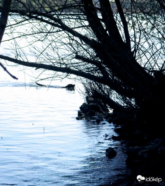 kutya aportiroztatás a Dunában(másé)