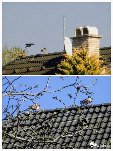 már megint  a kacsák,
