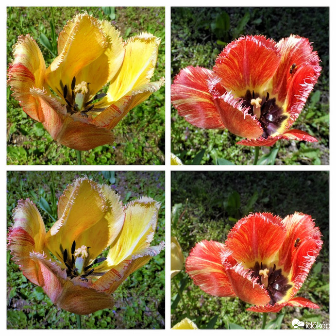 tulipánok