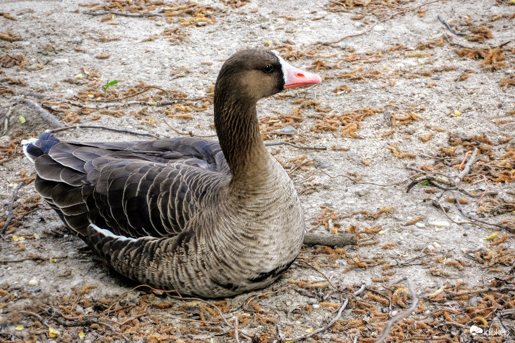 pihenő