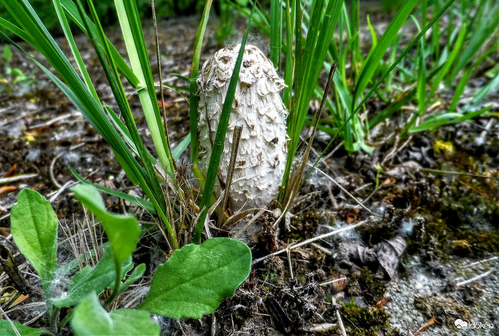 tintagomba az útszélről