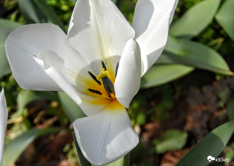 fehér tulipán
