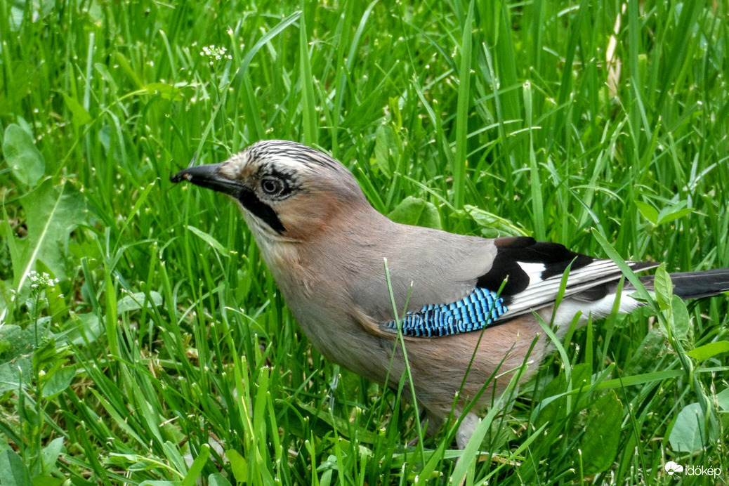 a fű között