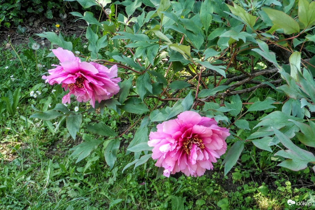 peonia