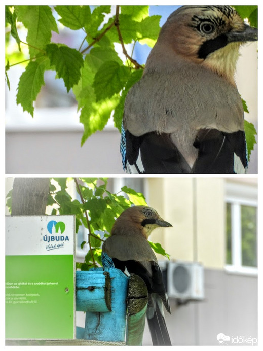 szajkó barátkozik -közelebb engedett