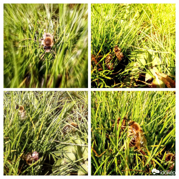 a fűben nyüzsgő vadméhecskék