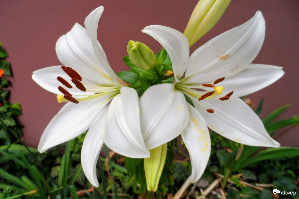 liliom