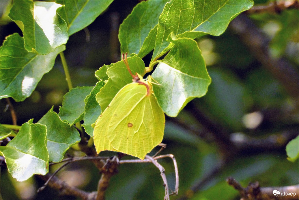 bujkáló