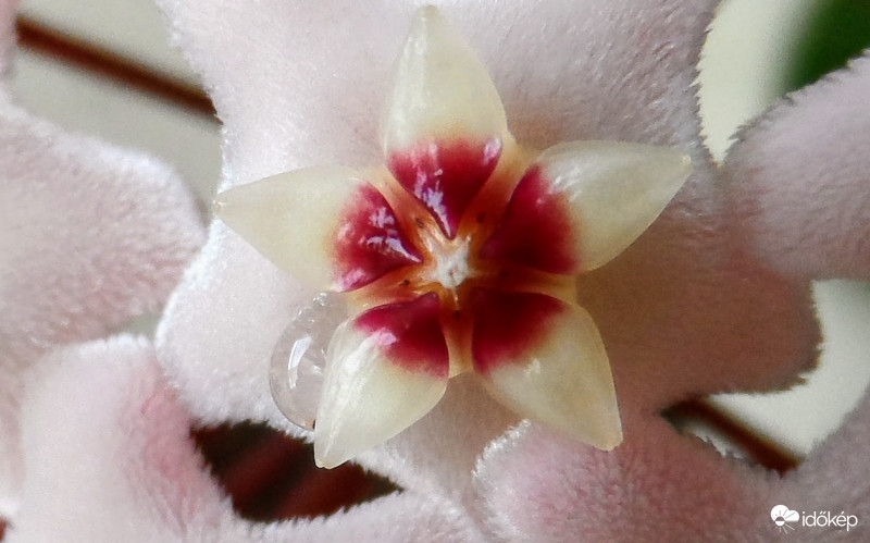 egy csepp méz a viaszvirágon