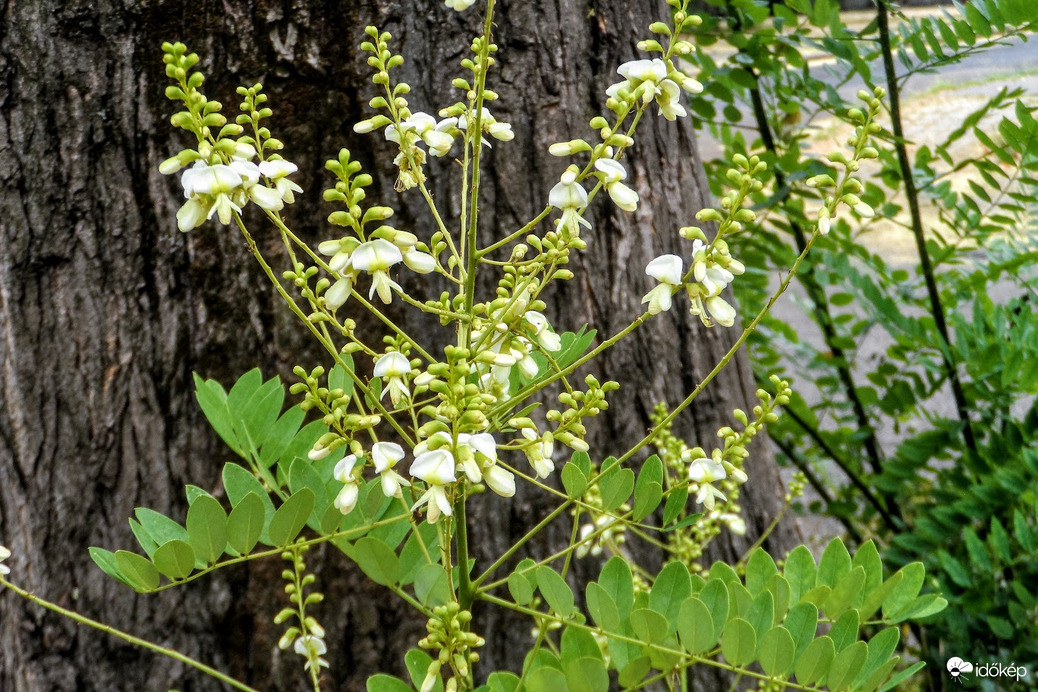 virágzó akác sarj