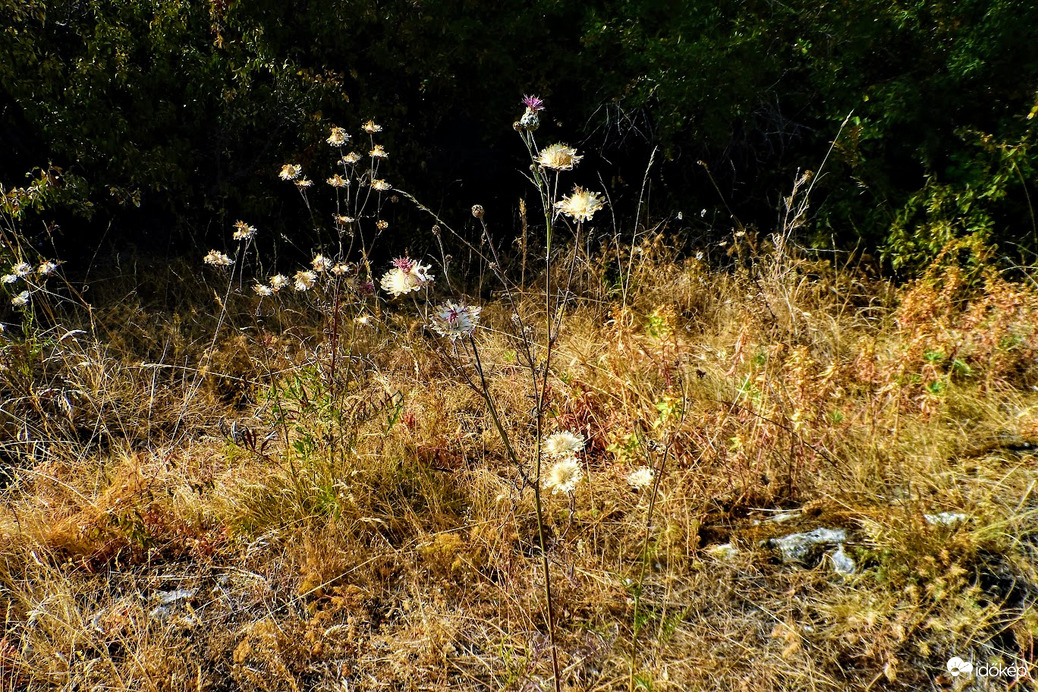 aszály , szárat rét