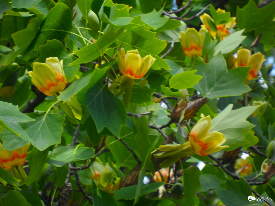 tulipánfa