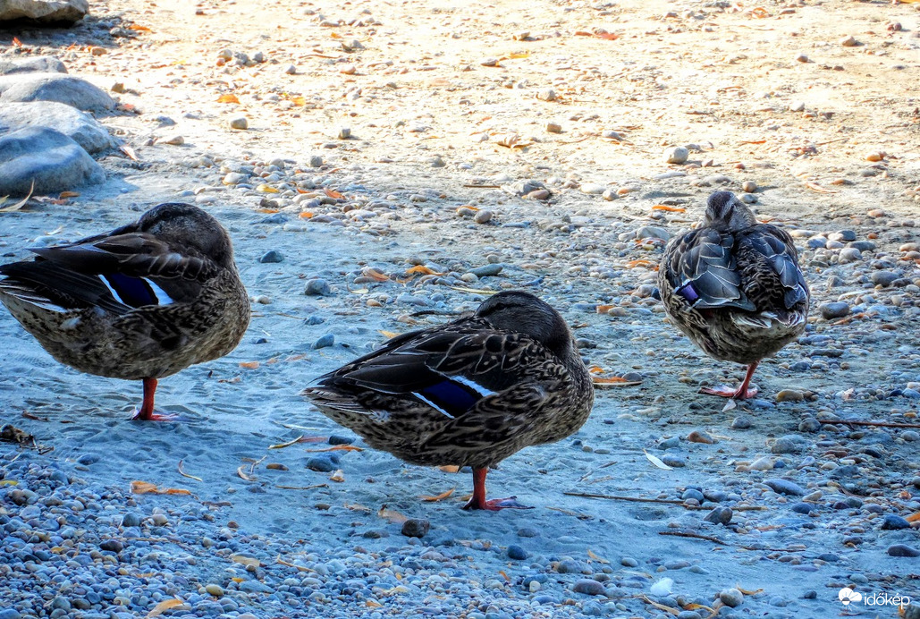 egy lábon jobban bírjuk