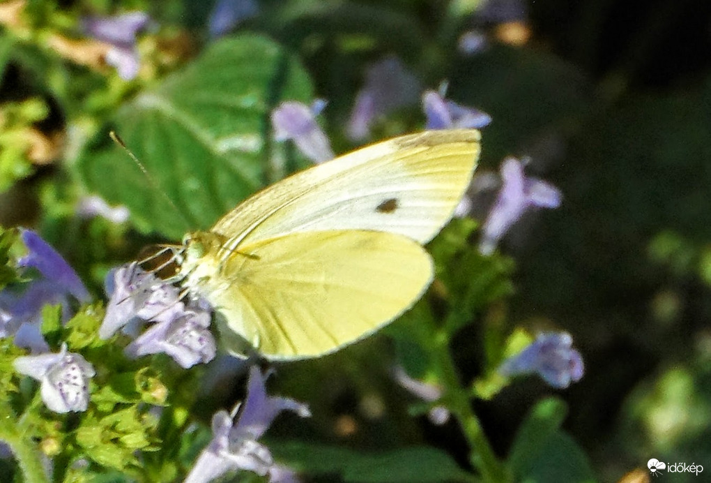 egy fehér lepke