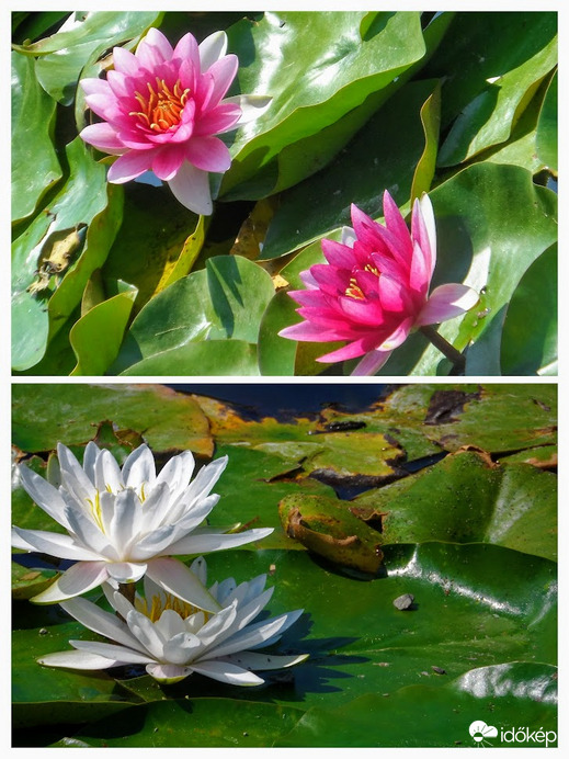 fogyóban a tavirózsák