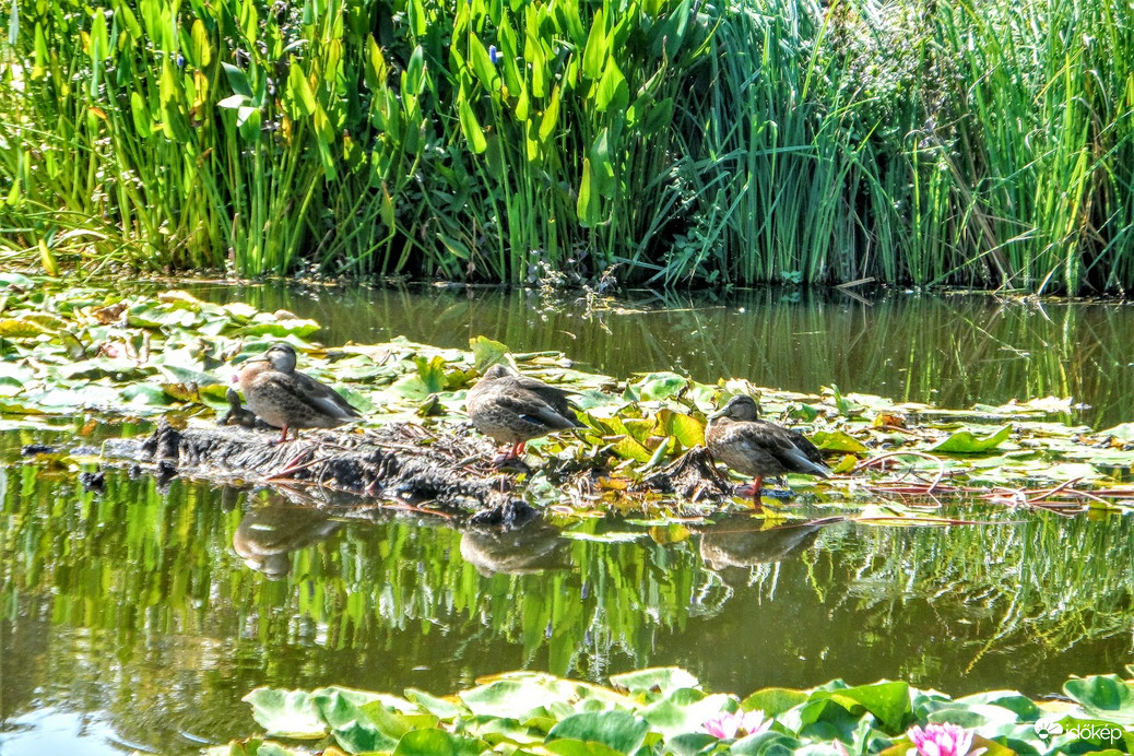 a tavirózsákat is megviselte a hőség