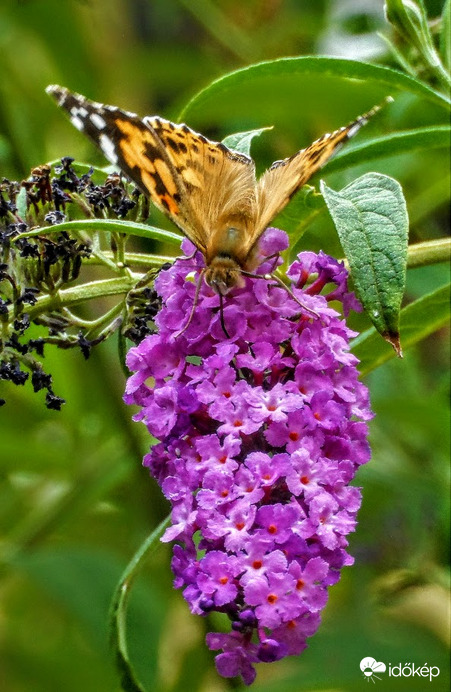 ma  borús időben csak egy lepke volt az orgonán