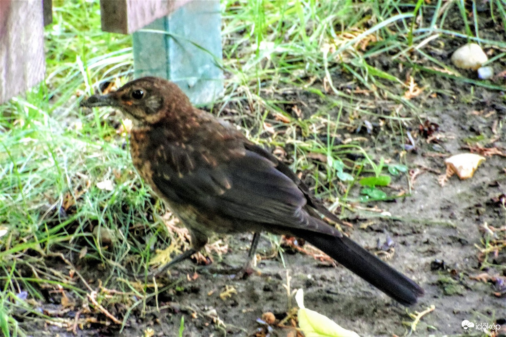 végre láttam madarat a környéken