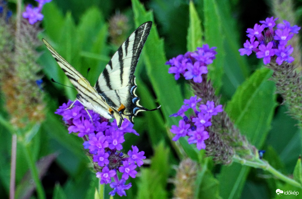 türelmes lepke