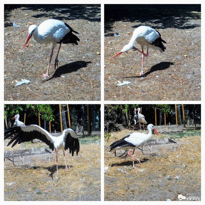 a kerítésen belül